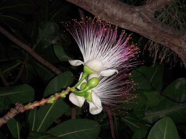 Barringtonia asiatica 004