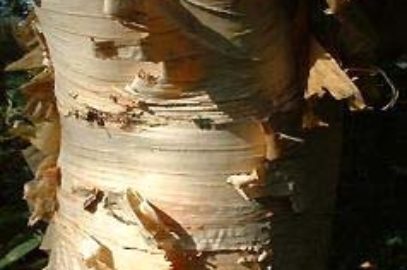 Bouleau : betula albosinensis rose