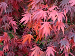 Acer Palmatum Chitoseyama - Photo Ginette