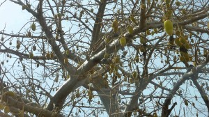 Baobab - Fruits - Burkina Faso - Novembre 2016 - photo LM