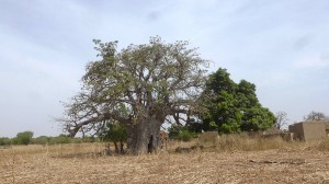 Baobab - Burkina Faso - Novembre 2016 - photo LM