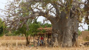Baobab - Burkina Faso - Novembre 2016 - photo LM