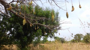 Baobab - Fruits - Burkina Faso - Novembre 2016 - photo LM