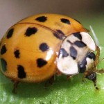 coccinelle_chinoise