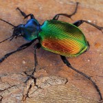 scarabee-carabe-calosoma-sycophant