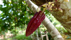 Cabosse cacao - Photo LM