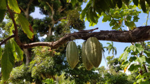 Cabosse cacao - Photo LM