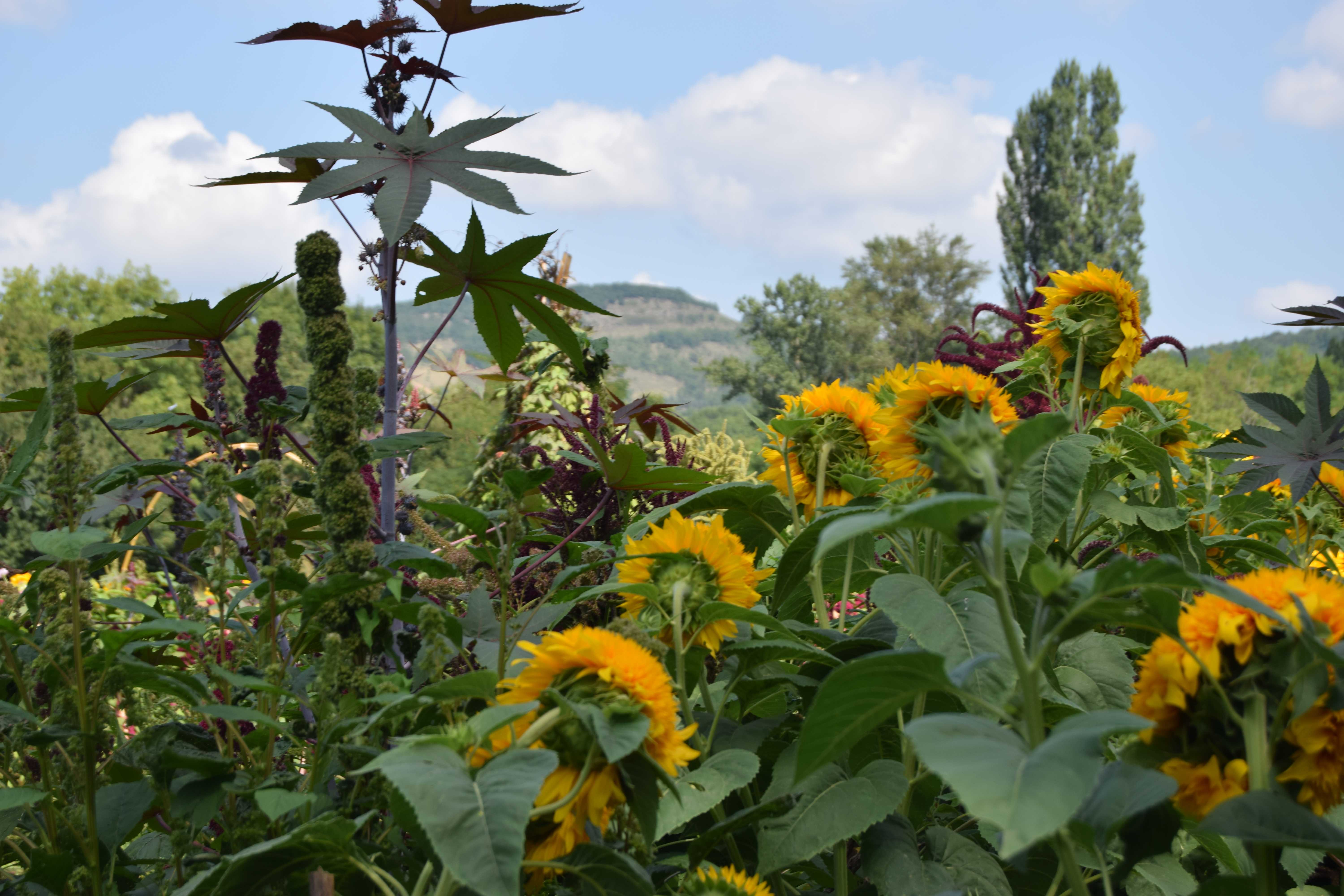 2jardin_des_fleurs_3