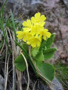 Primula Auricula