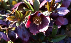 Helleborus orientalis 001