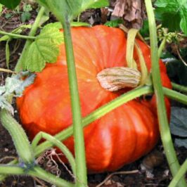 Potiron (Cucurbita maxima) Photo JH Mora