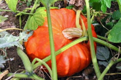 Potiron (Cucurbita maxima) Photo JH Mora