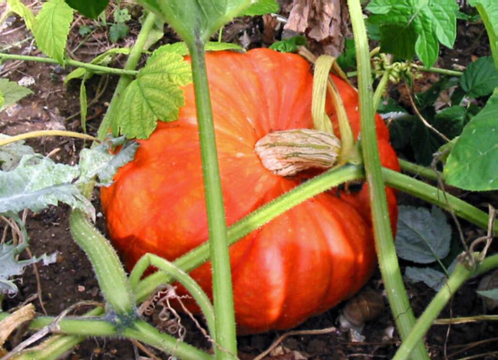 Potiron (Cucurbita maxima) Photo JH Mora