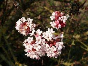 Viburnum x bodnantense 'Dawn'