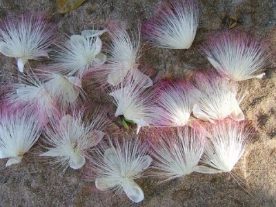 Barringtonia asiatica 001