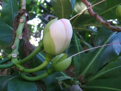 Barringtonia asiatica 002