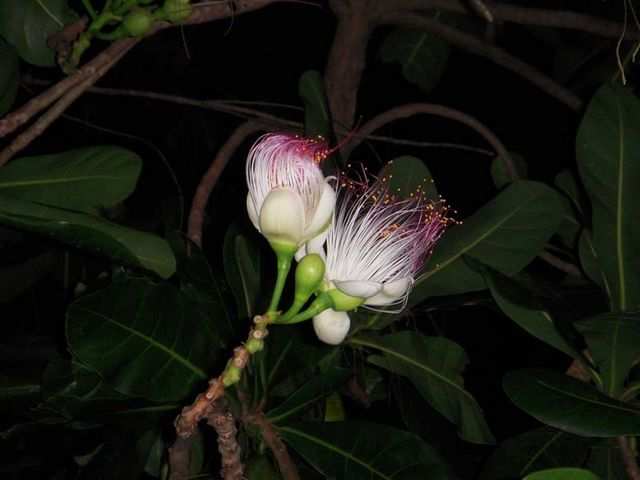 Barringtonia asiatica 003