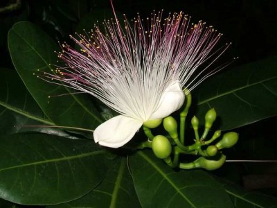 Barringtonia asiatica 005