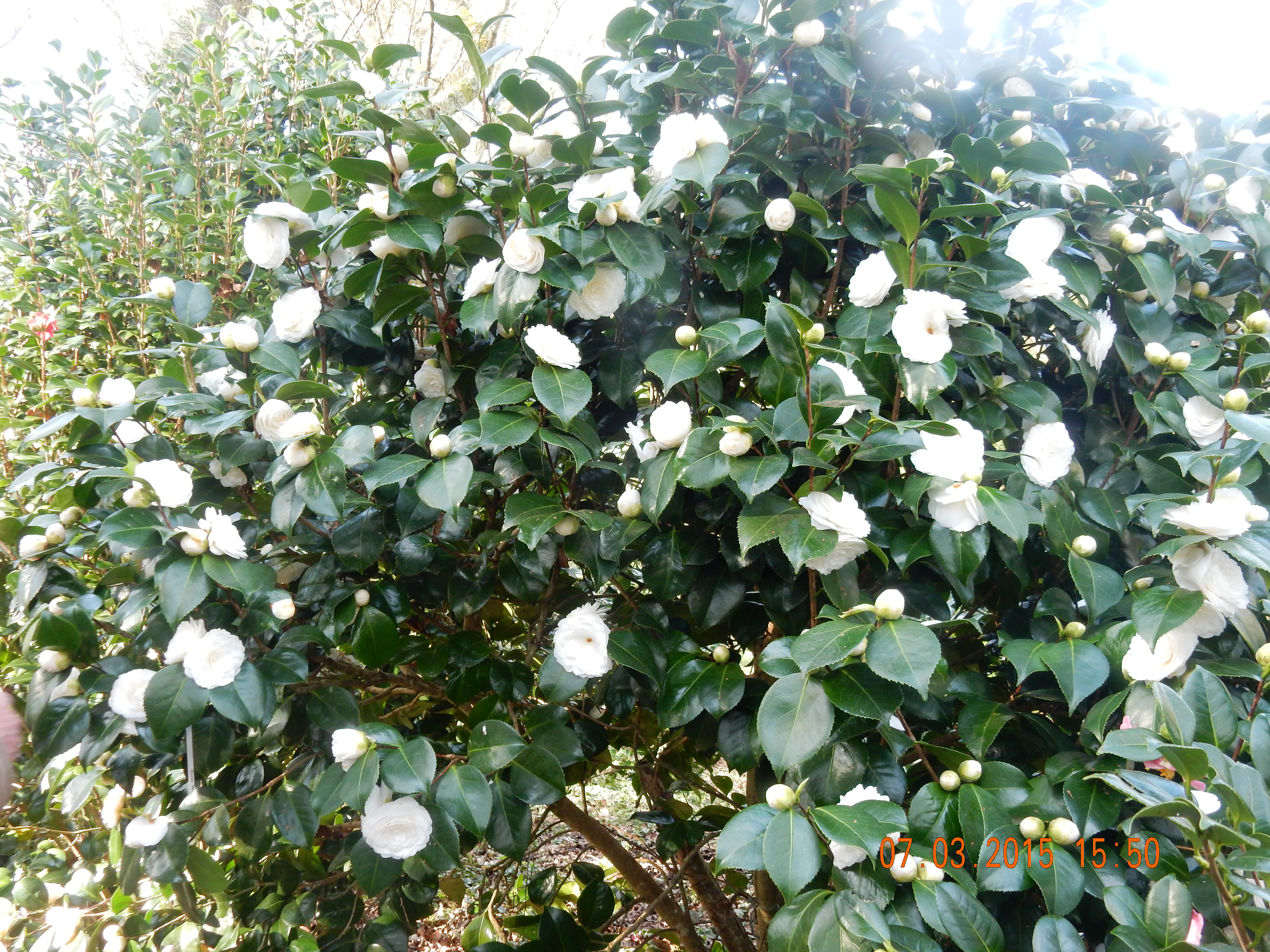 Les camélias – Jardin Passion Lannion