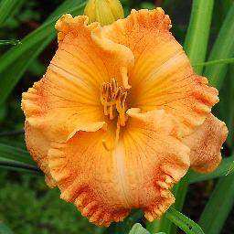 Pépinière de la Thyle 004