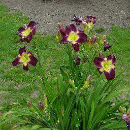 Pépinière de la Thyle 005