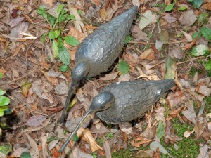 oiseaux