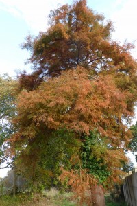 Taxodium distichum - Cyprès chauve - Louannec - Photo LM