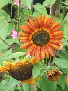 encore une autre variété de  tournesol