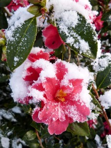 Jardin de Keravel - Janvier 2015 - Photo GC