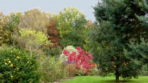 Le jardin de Nelly "Arc-en-ciel" - 23 octobre 2015 - Photo LM