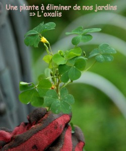 Oxalis