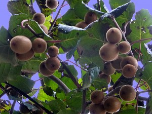 kiwis photo L M