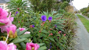 Jardin 6bis - Rhodo et Tibouchina -  Octobre 2015 - Photo LM