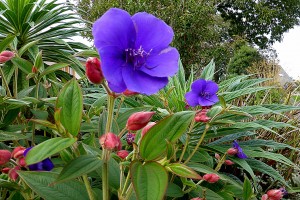 Jardin 6bis - Tibouchina - Octobre 2015 - Photo LM