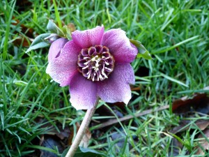 Hellébore Fleur d'Anémone - Photo GC