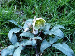 Hellebore Sternii Flame - Photo GC