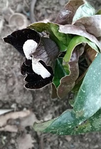 Asarum de chine - Photo Nelly T. 2016