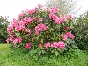 rhododendron débur des floraisons à la Roche-Jagu