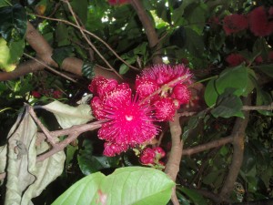 Syzygium Malaccense Photo Vonig L