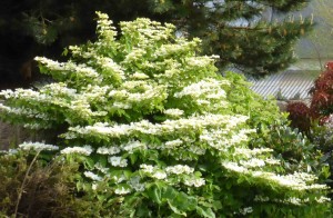 Viburnum plicatum Mariesii