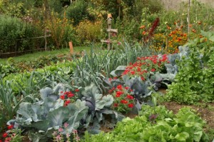 Potager : choux rouges et zinnias associés