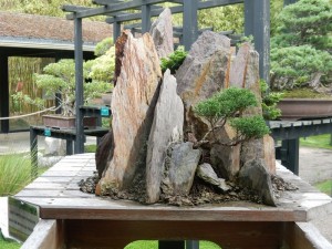 DSCN1968bonsai