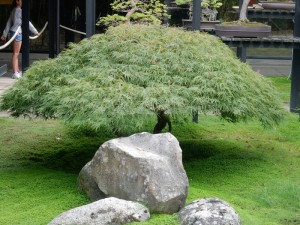 DSCN1971bonsai