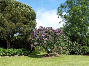 Jardin Maryvonne et Claude : Lilas - 25 mai 2016 Photo CG