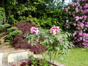 Jardin Maryvonne et Claude : Acer - Pivoine arbustive et rhododendron - 25 mai 2016 Photo CG