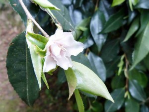 Jardin Noël M - Magnifique Camellia pleureur Rosaeflora «  Photo GCCascade »