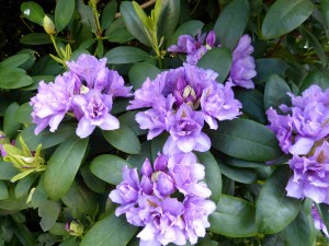 Jardin Maryvonne et Claude : rhododendron fastuosum flore pleno - 25 mai 2016Photo CG