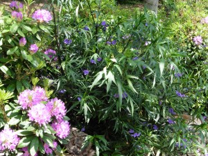 Jardin de Marité - 2 juin 2016 - Solanum - Photo MLG