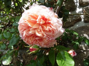 Jardin de Marité - 2 juin 2016 - Photo MLG