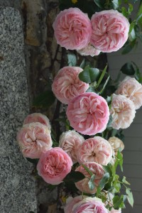 Jardin d'Yveline à Bégard - 11 juin 2016 - Photo JGG